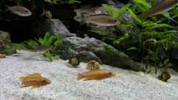 aquarium-von-martina-meine-ruheoase--nur-noch-als-beispiel-_Chalinochromis spec. Orange eingezogen 27.8.16 