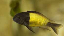 aquarium-von-nicod-tropheus-sp--ikola---480l_Tropheus sp. ikola, Männchen, 5-6 Monate alt