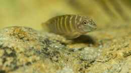 aquarium-von-nicod-tropheus-sp--ikola---480l_Eretmodus - Jungfisch, 5-6 Monate alt