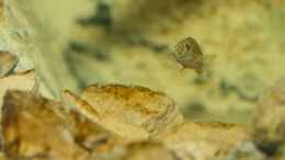 aquarium-von-nicod-tropheus-sp--ikola---480l_Eretmodus - Jungfisch, 5-6 Monate alt