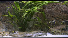 aquarium-von-nicod-tropheus-sp--ikola---480l_Gesamtansicht, Okt. 2013, inkl. Algenbewuchs