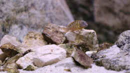 aquarium-von-nicod-tropheus-sp--ikola---480l_Eretmodus, Nov. 2013, Männchen