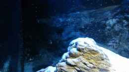 aquarium-von-philgabriel-rockn-shell_Revier der Schneckencichliden