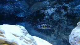 Aquarium einrichten mit Julidochromis transcriptus