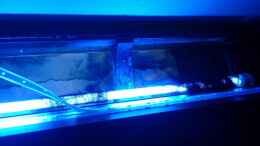 aquarium-von-philgabriel-rockn-shell_Blaue Röhre + LED Stripe