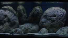 aquarium-von-michab-aufgeloest-perlmutt-artenbecken_Juli 2013