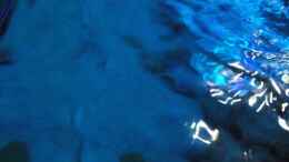 aquarium-von-michab-aufgeloest-perlmutt-artenbecken_Oberflächenbewegung