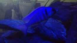aquarium-von-der-steirer-malawi-nur-noch-als-beispiel_Placidochromis electra