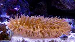 Aquarium einrichten mit Pilzkoralle