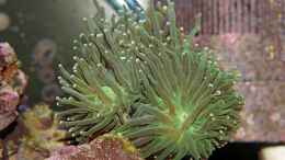Foto mit Euphyllia paraglabrescens - Astbildende Koralle (LPS)