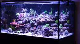 aquarium-von-brookshaw-430l-riff-mit-glasschrank_13.05.14 