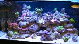 Aquarium einrichten mit 14.04.14 Mit Korallenkaninchenfisch in Ecke