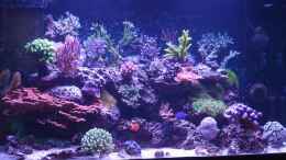 aquarium-von-brookshaw-430l-riff-mit-glasschrank_Becken am 13.07.2014