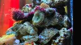 aquarium-von-brookshaw-aufgeloest-sera-marin-cube-130---anemonenbecken_Rechte Seite