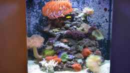 aquarium-von-brookshaw-aufgeloest-sera-marin-cube-130---anemonenbecken_Update 16.03.14 02