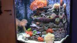 aquarium-von-brookshaw-aufgeloest-sera-marin-cube-130---anemonenbecken_Update 16.03.14