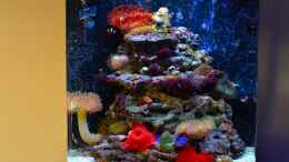 aquarium-von-brookshaw-aufgeloest-sera-marin-cube-130---anemonenbecken_Rückrüstung auf orig. Hardware als Anemonenbecken