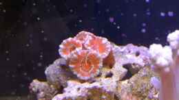 aquarium-von-brookshaw-240l-meerwasser-anemonen-weichkorallen-becken_13.07.2014