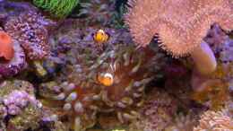 aquarium-von-brookshaw-240l-meerwasser-anemonen-weichkorallen-becken_13.07.2014