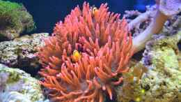 aquarium-von-brookshaw-240l-meerwasser-anemonen-weichkorallen-becken_13.05.14 11 Tage nach Einrichtung