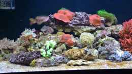 aquarium-von-brookshaw-240l-meerwasser-anemonen-weichkorallen-becken_13.05.14 11 Tage nach Einrichtung