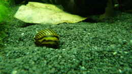 aquarium-von-steffen-s--micro-dschungel_Zebra Rennschnecke - Vittina coromandeliana