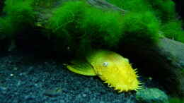 aquarium-von-steffen-s--micro-dschungel_Goldener Antennenwels - Männchen