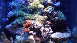 aquarium-von-amazonasbecken-eu-110l---nanoriff-nur-noch-als-beispiel_Nanoriff 09.09.13