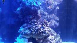 aquarium-von-amazonasbecken-eu-110l---nanoriff-nur-noch-als-beispiel_13.07.13 mit 6 Kg Lebendgestein weniger und 2x Osram Blue (d