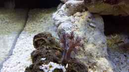 aquarium-von-amazonasbecken-eu-110l---nanoriff-nur-noch-als-beispiel_Keniabäumchen - Capnella imbricata