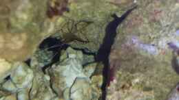 aquarium-von-amazonasbecken-eu-110l---nanoriff-nur-noch-als-beispiel_Weißband-Putzergarnele - Lysmata amboinensis
