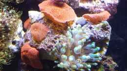 aquarium-von-amazonasbecken-eu-110l---nanoriff-nur-noch-als-beispiel_Oben: Scheiben-Anemone - Discosoma sp.33  Unten: Mini-Anemon