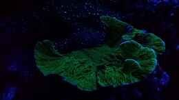 aquarium-von-amazonasbecken-eu-110l---nanoriff-nur-noch-als-beispiel_Montipora sp. im Mondlicht