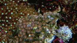 aquarium-von-amazonasbecken-eu-110l---nanoriff-nur-noch-als-beispiel_Krustenanemone - Zoanthus sp.08