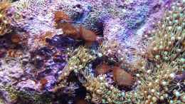 aquarium-von-amazonasbecken-eu-110l---nanoriff-nur-noch-als-beispiel_Krustenanemonen - Protopalythoa sp.05