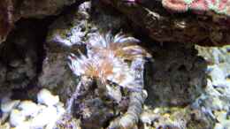 aquarium-von-amazonasbecken-eu-110l---nanoriff-nur-noch-als-beispiel_Röhrenwürmer