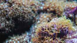 aquarium-von-amazonasbecken-eu-110l---nanoriff-nur-noch-als-beispiel_Grüne Röhrenkorallen - Briareum hamrum
