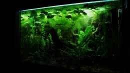 aquarium-von-fischkopp83-fadenfisch--stube_Nachtansicht mit der 5,6 Watt LED Leiste einzeln geschaltet