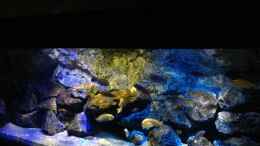 aquarium-von-chimme-mbunas-world_
