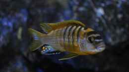 Aquarium einrichten mit Labidochromis Hongi Red Top