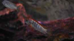 aquarium-von-chimme-mbunas-world_Labidochromis Hongi Red Top