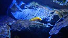 aquarium-von-chimme-mbunas-world_Labidochromis Caeraleus