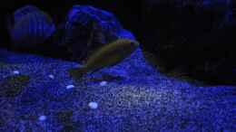 aquarium-von-chimme-mbunas-world_Labidochromis caeraleus