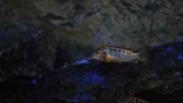 aquarium-von-chimme-mbunas-world_Labidochromis Hongi Red Top