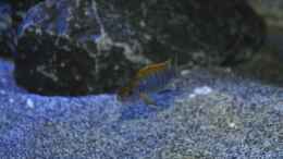 Foto mit Labidochromis Hongi Red Top