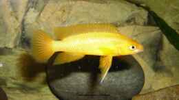 aquarium-von-angelheart-becken-27195_Neolamprologus leleupi. dominantes Männchen
