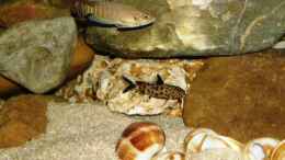 aquarium-von-angelheart-becken-27195_Synodontis lucipinnis mit n. brevis
