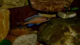 aquarium-von-angelheart-becken-27195_nochmal mein P. nigripinnis blue neon