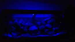 aquarium-von-vin-first-malawitank_Blau/Mondlicht