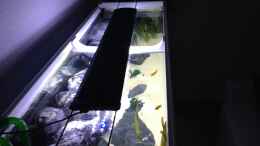 aquarium-von-vin-first-malawitank_Beamswork Power-LED 600